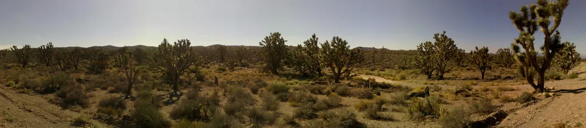 Joshua tree forest near the Grand Canyon, passed on a Grand Canyon tour from Las Vegas, Arizona.